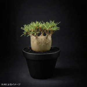 パキポディウムの塊根植物