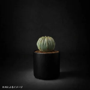 ユーフォルビアの塊根植物