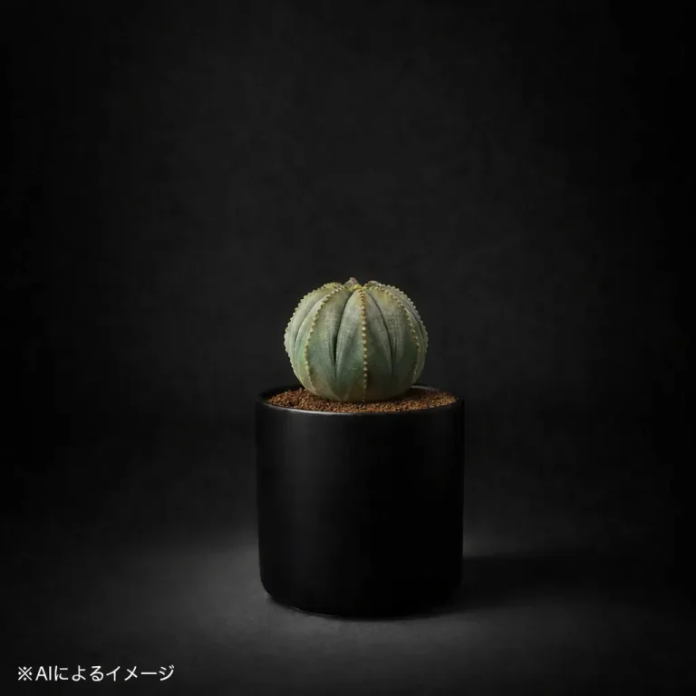 ユーフォルビアの塊根植物