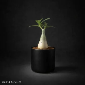 アデニウムの塊根植物