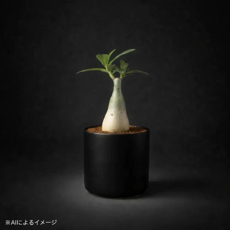 アデニウムの塊根植物