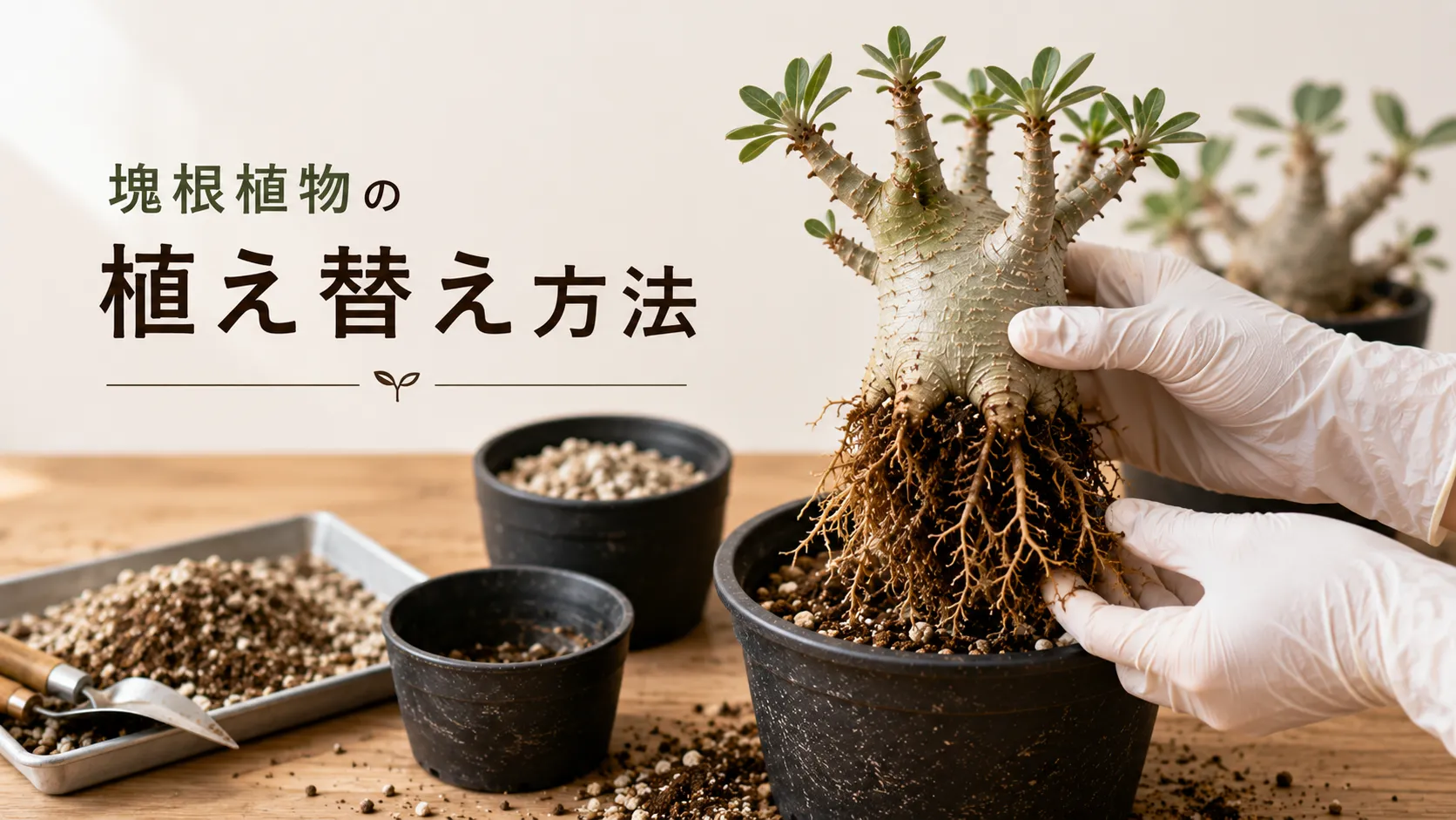 塊根植物の植え替え方法