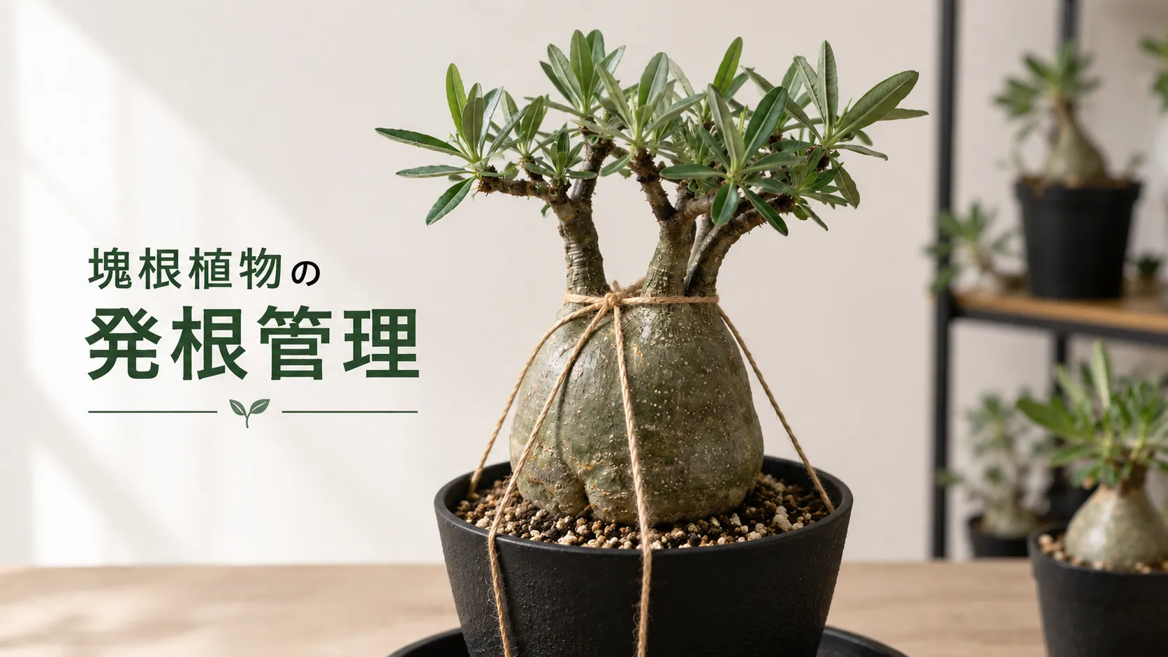 塊根植物の発根管理