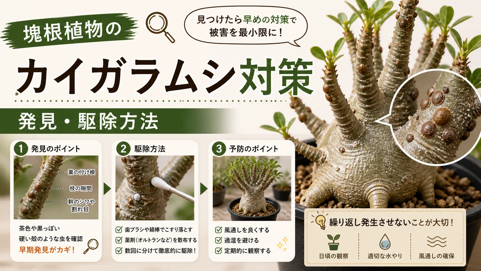 塊根植物のカイガラムシ対策