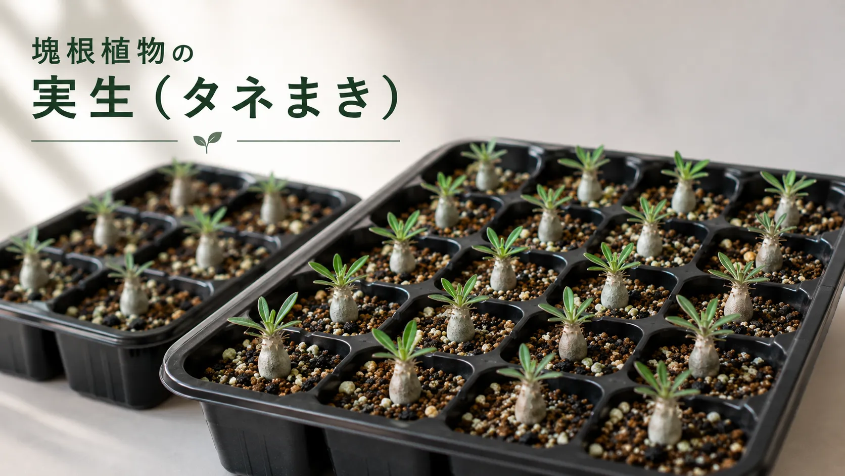 塊根植物の実生（タネまき）