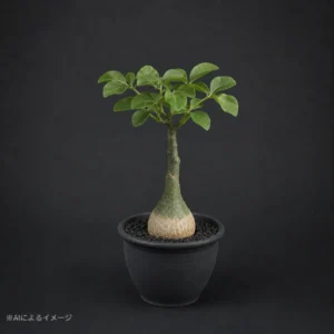 アデニアの塊根植物