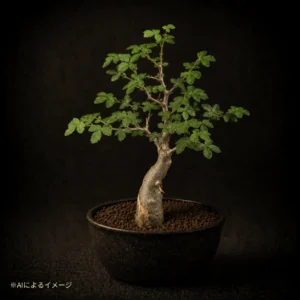 ブルセラの塊根植物