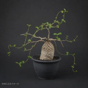 フォッケアの塊根植物