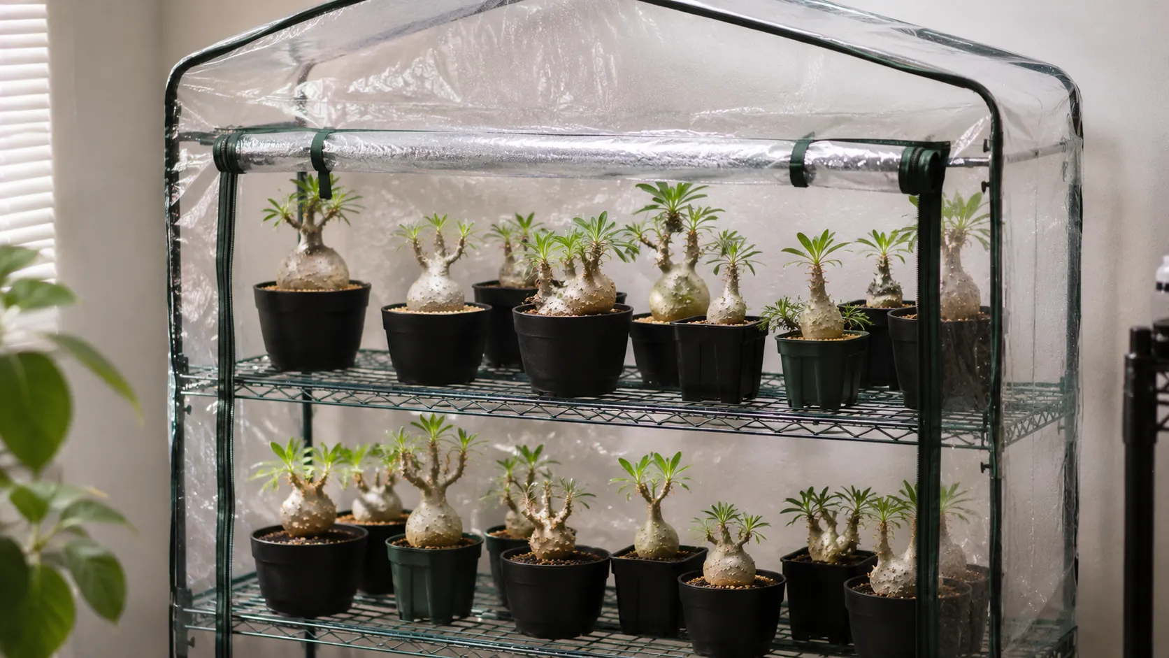 塊根植物の簡易温室・ビニール温室