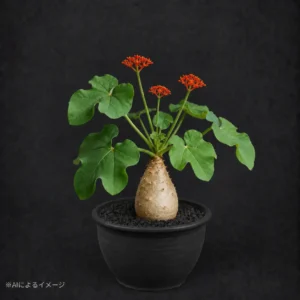 ヤトロファの塊根植物