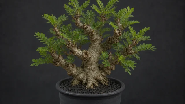 センナ・メリディオナリス