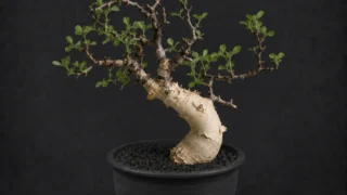 コミフォラ・カタフ