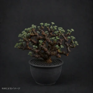 ペラルゴニウムの塊根植物