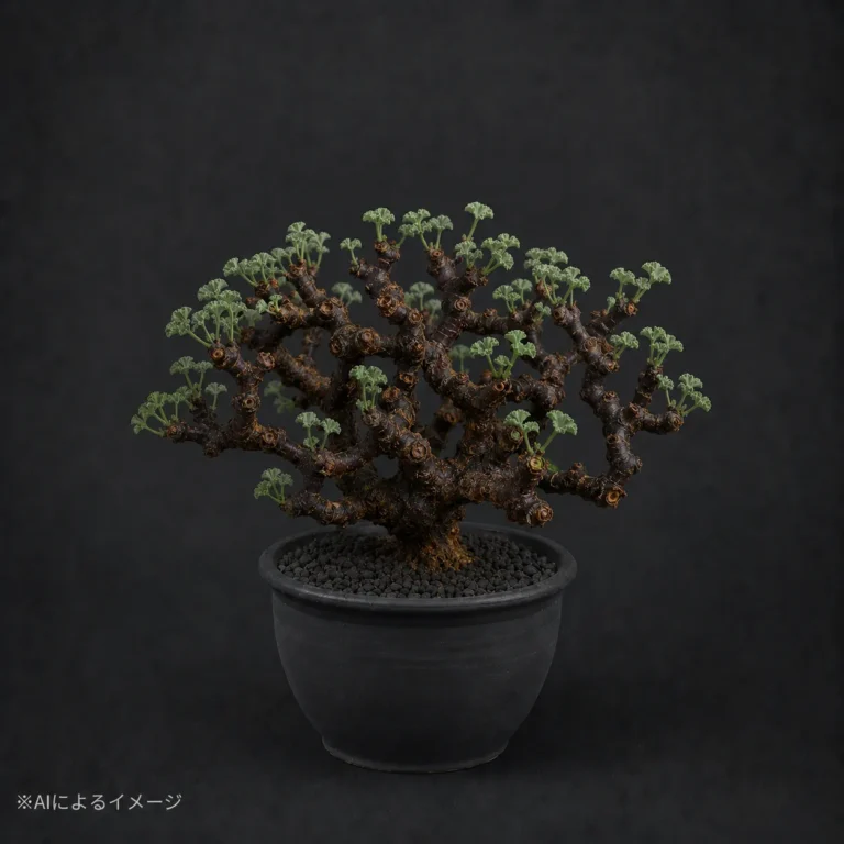 ペラルゴニウムの塊根植物