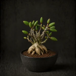 チレコドンの塊根植物