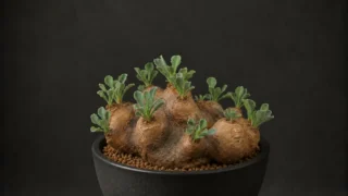 オトンナ・カカリオイデス