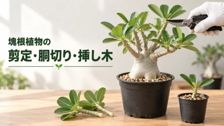 塊根植物の剪定・胴切り・挿し木｜時期・切る位置・切ったあとの管理
